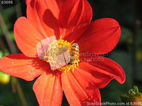 Image of bugs and flower