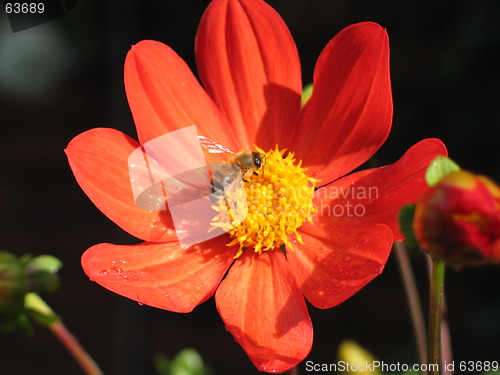 Image of bugs and flower