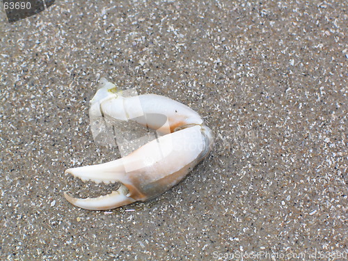 Image of crab claws