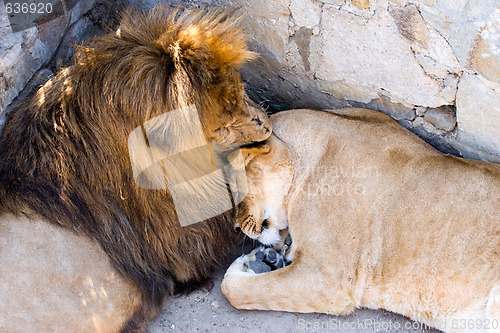 Image of lion and lioness