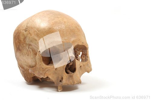 Image of Skull isolated