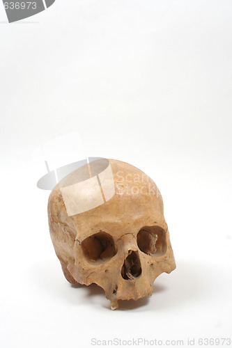 Image of Skull isolated