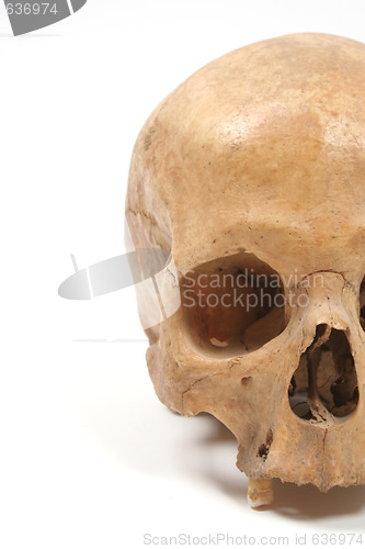 Image of Skull isolated