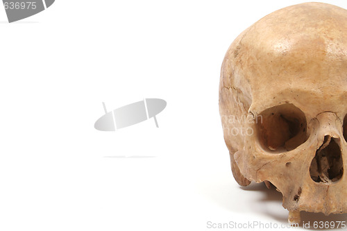 Image of Skull isolated