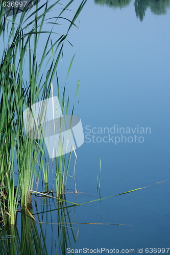 Image of common reed