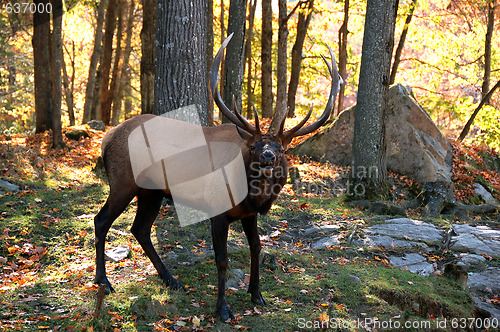 Image of Elk in autumn