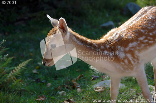 Image of Fallow deer