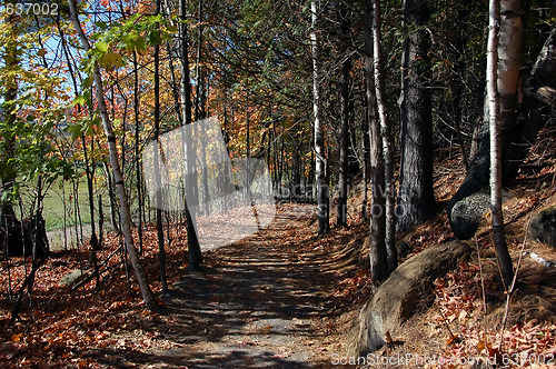 Image of Forest path in fall