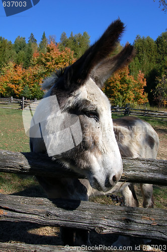 Image of Donkey