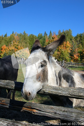 Image of Donkey