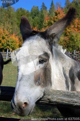 Image of Donkey