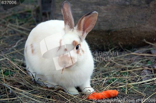 Image of Cute rabbit