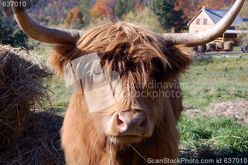 Image of Highland Cow