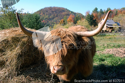 Image of Highland Cow