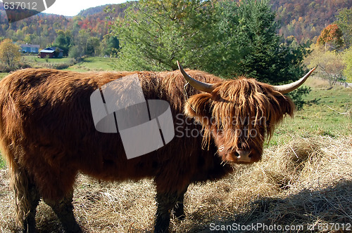 Image of Highland Cow