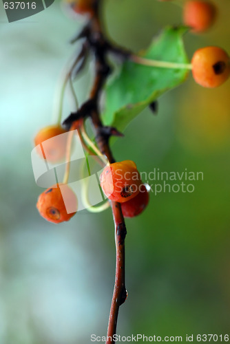 Image of Small orange berries