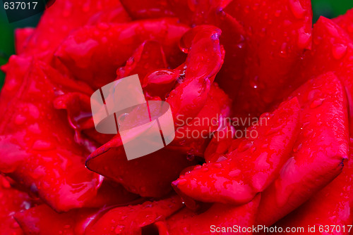 Image of Red rose with droplets