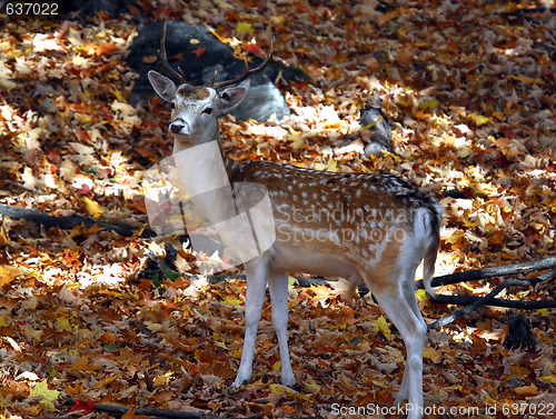 Image of Fallow Deer (Dama dama)