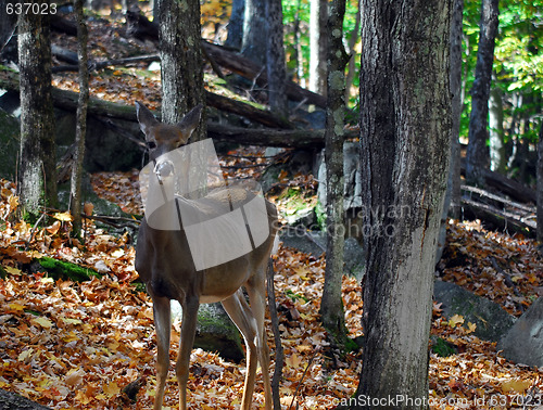 Image of White-tailed deer (Odocoileus virginianus)