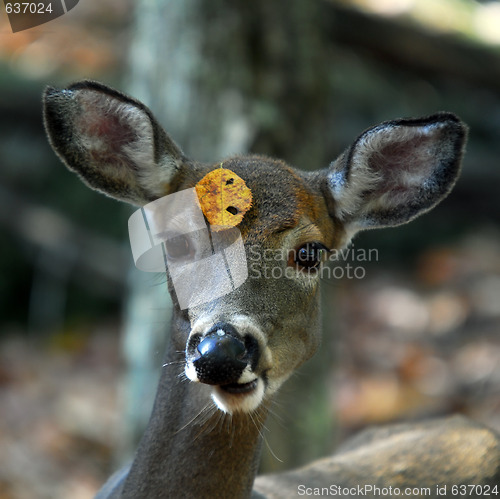 Image of White-tailed deer (Odocoileus virginianus)