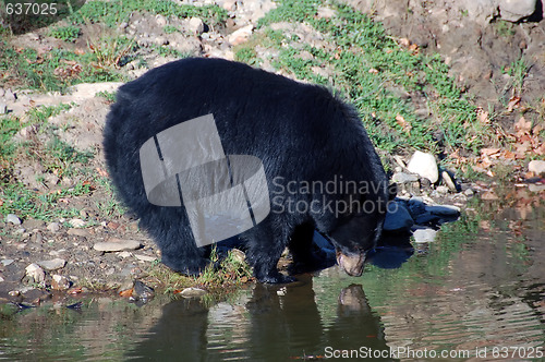 Image of American black bear