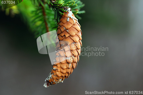 Image of Pine cone
