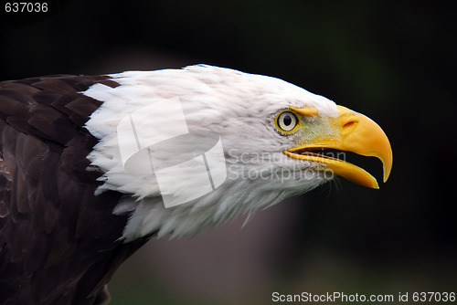 Image of American Bald Eagle (Haliaeetus leucocephalus)