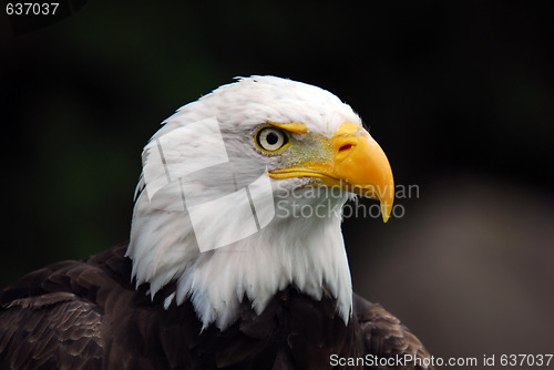 Image of American Bald Eagle (Haliaeetus leucocephalus)