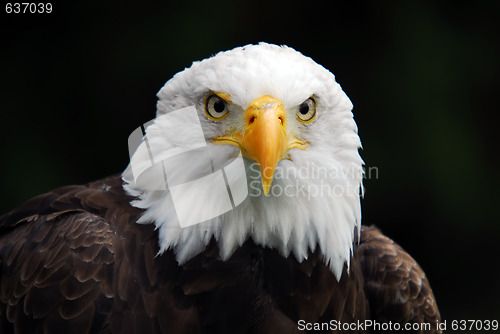 Image of American Bald Eagle