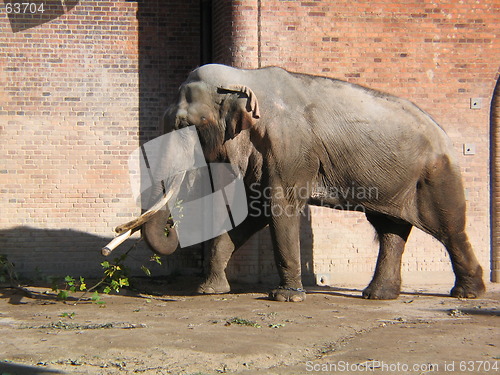 Image of elephant