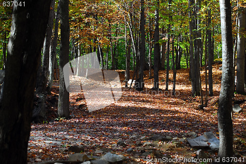 Image of An autumn's landscape