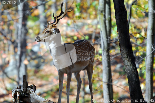 Image of Fallow Deer