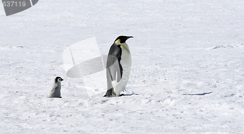 Image of Emperor penguins