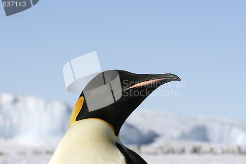 Image of Emperor penguin