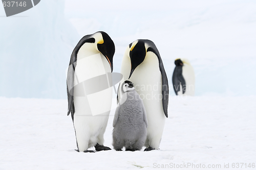 Image of Emperor penguins