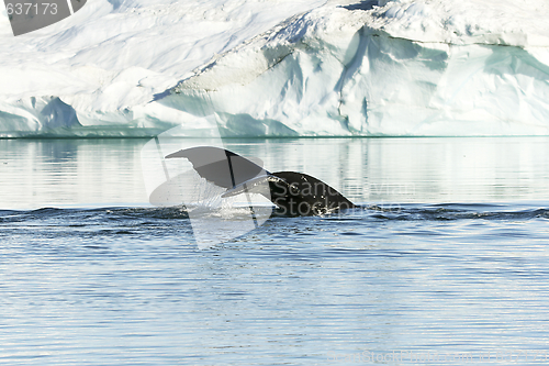 Image of Tail of humpback