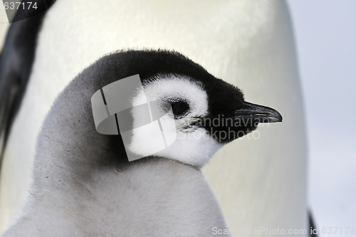Image of Emperor penguin