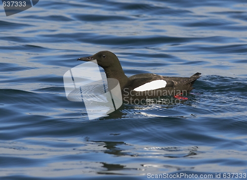 Image of Black Guillemot