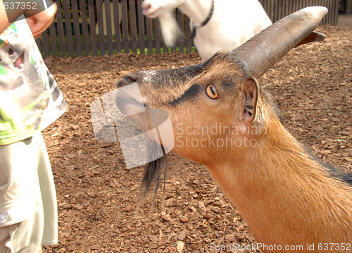 Image of A brown goat