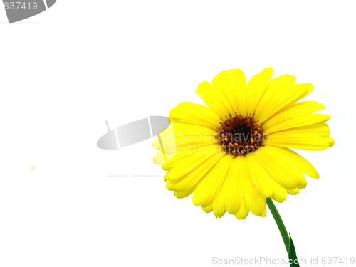 Image of yellow flower