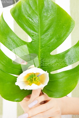 Image of female hands with green leaf and flower