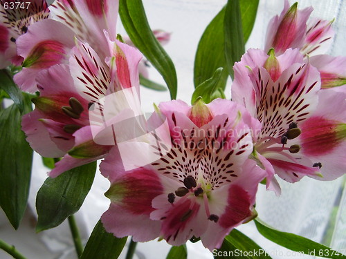 Image of bloom