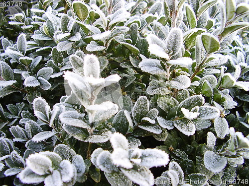 Image of white frost on the  shrub