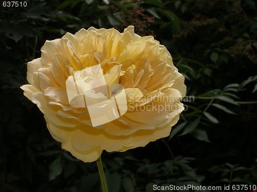 Image of yellow rose