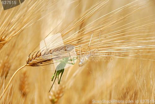 Image of Grasshoppers on wheat ears