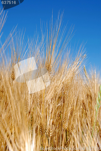 Image of Wheat ears