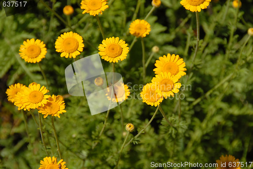 Image of Meadow yellow flowers