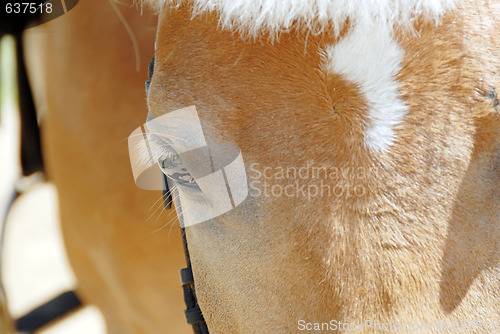 Image of Horse eye closeup