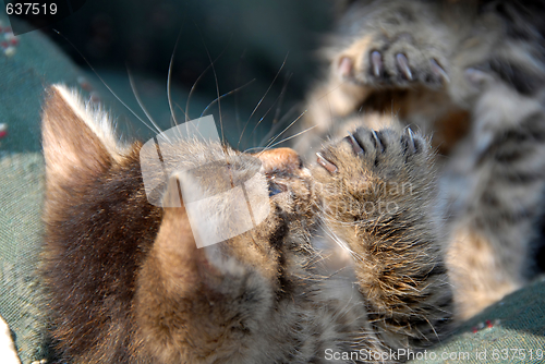 Image of Baby cat lying on back