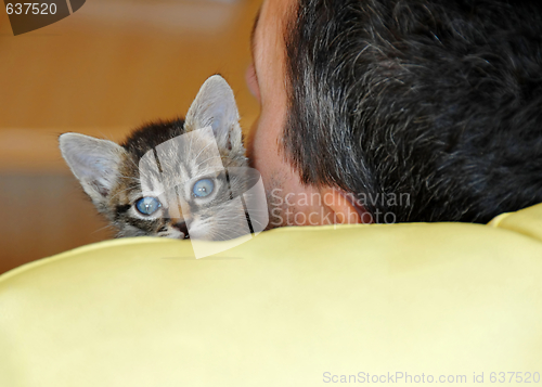 Image of Baby cat portrait